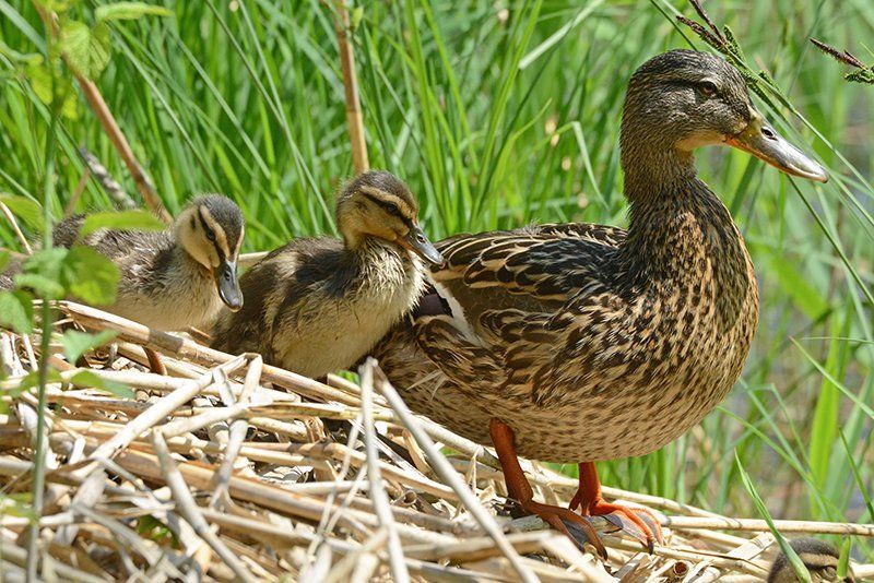 Fotografie Alfons Weber
