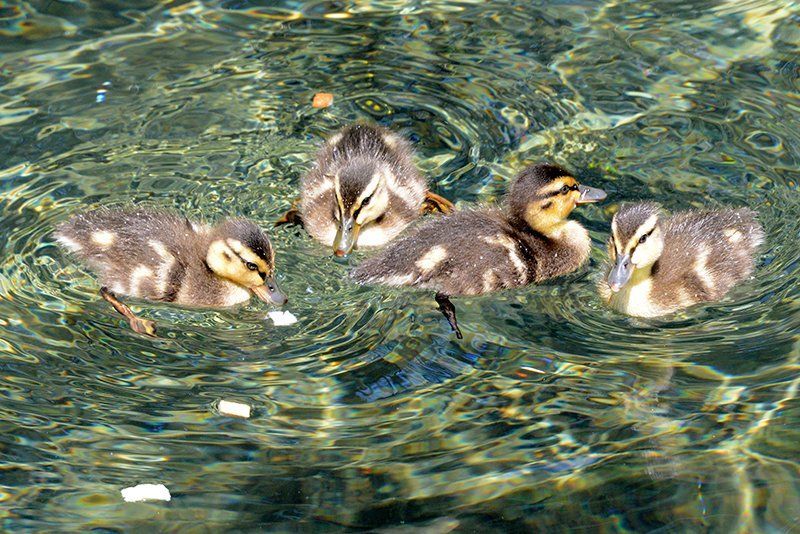 Fotografie Alfons Weber
