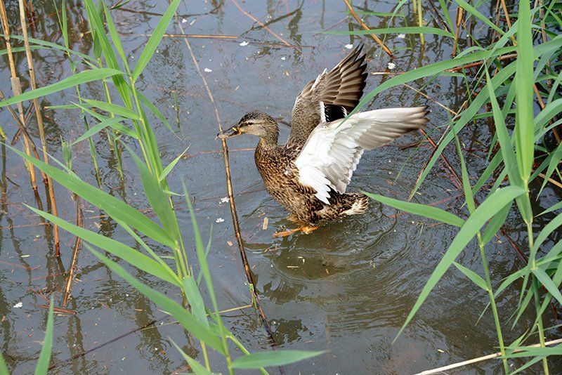 Fotografie Alfons Weber
