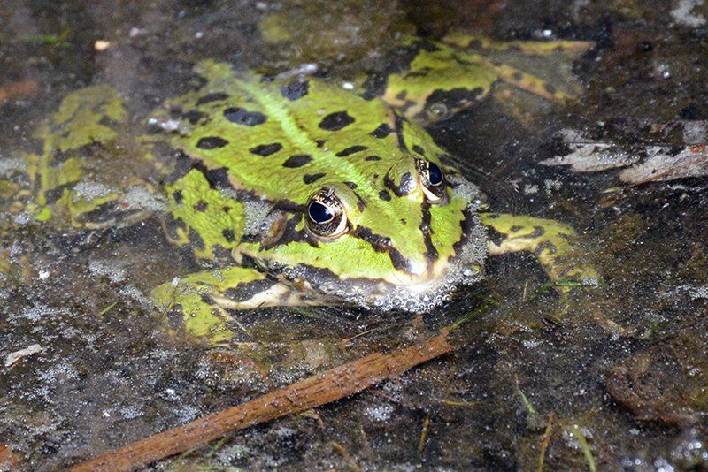 Fotografie Alfons Weber
