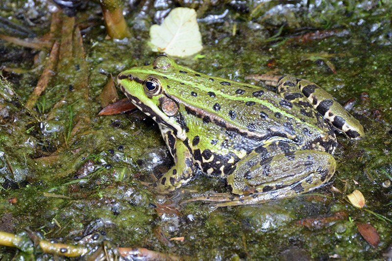 Fotografie Alfons Weber
