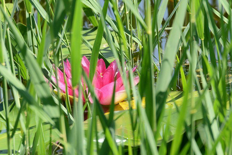 Fotografie Alfons Weber
