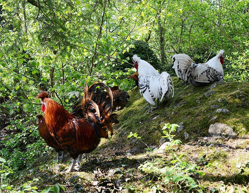 Fotografie Alfons Weber
