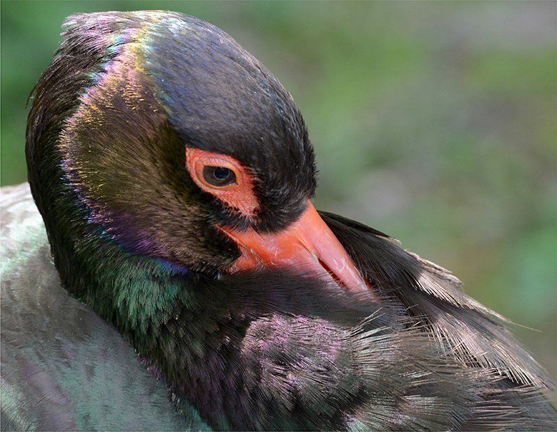 Fotografie Alfons Weber
