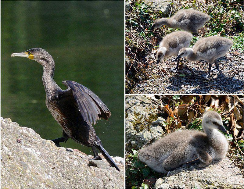 Fotografie Alfons Weber
