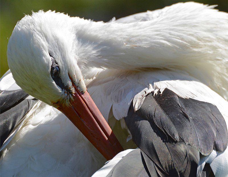 Fotografie Alfons Weber
