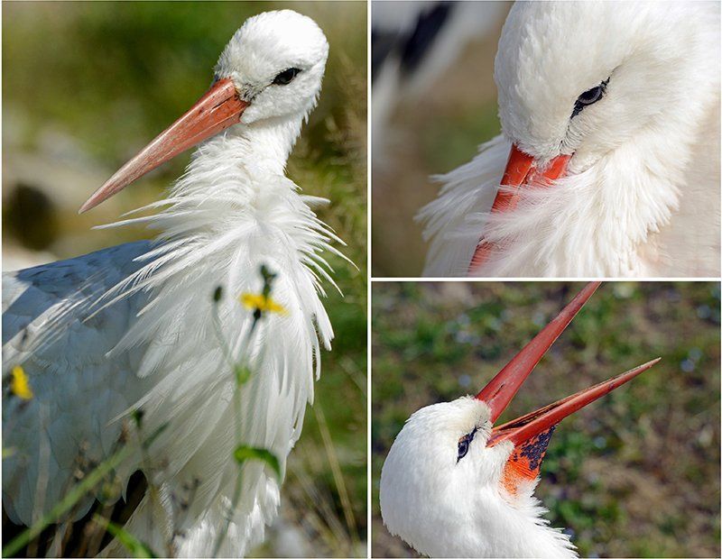 Fotografie Alfons Weber
