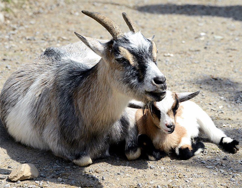 Fotografie Alfons Weber
