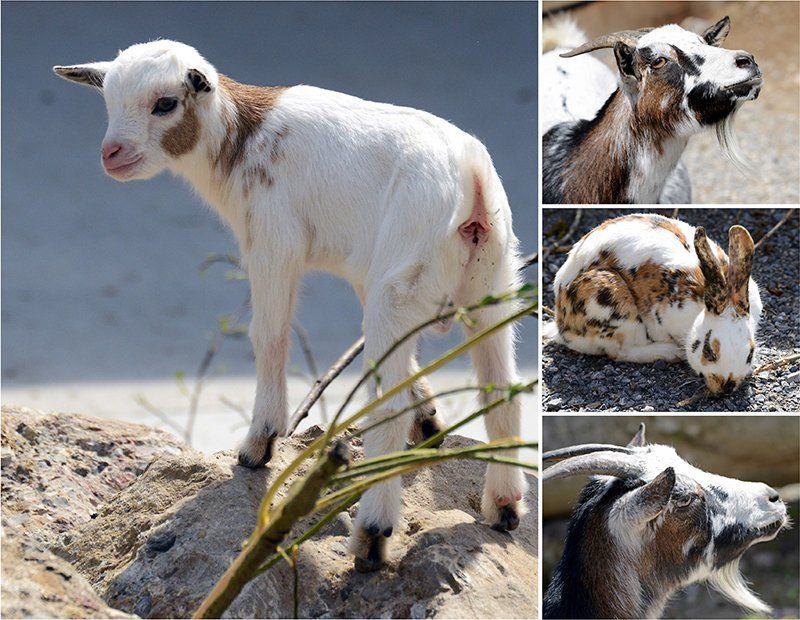 Fotografie Alfons Weber
