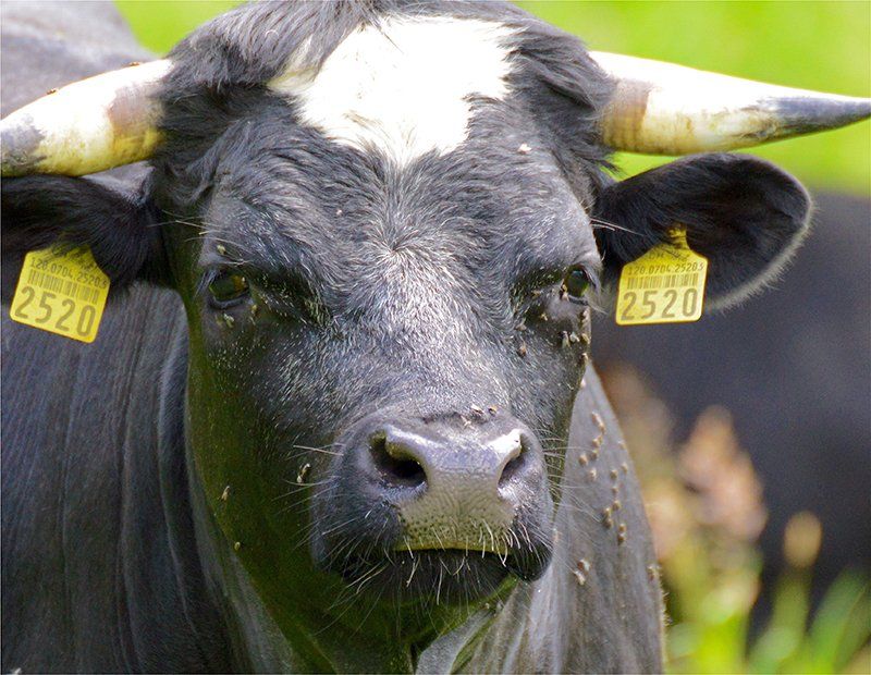 Fotografie Alfons Weber
