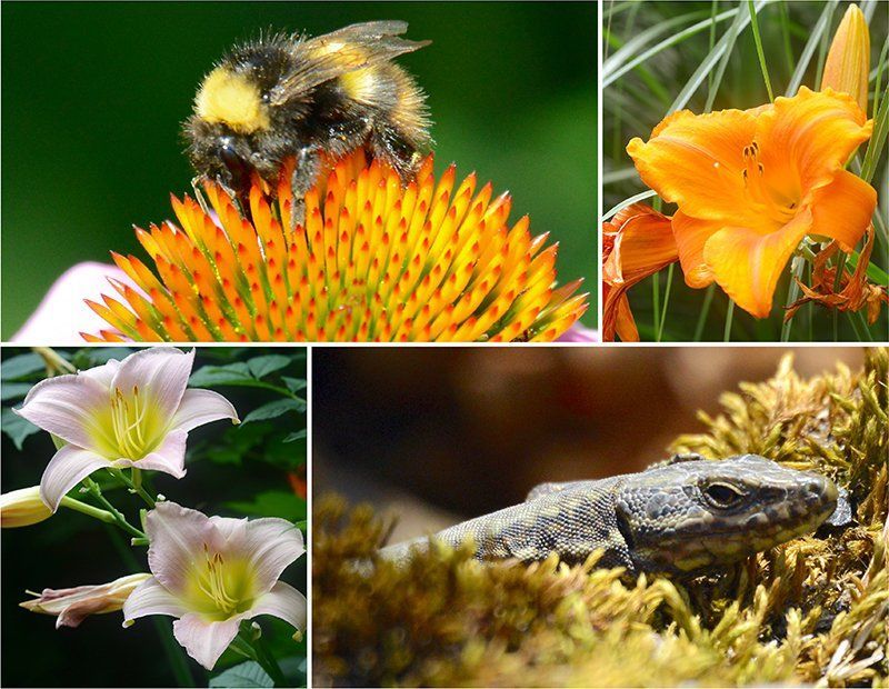 Fotografie Alfons Weber
