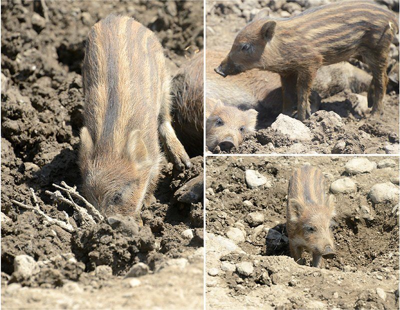 Fotografie Alfons Weber
