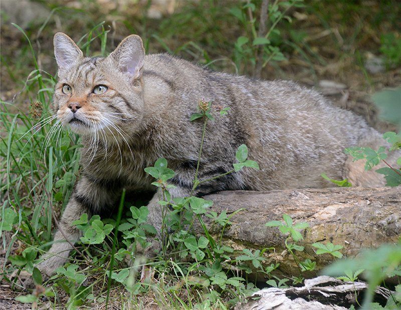 Fotografie Alfons Weber
