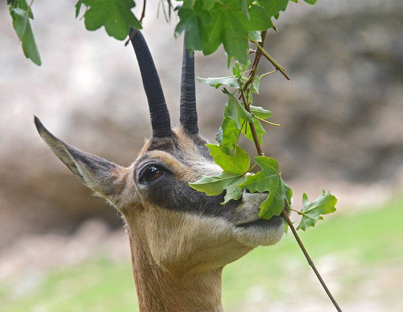 Fotografie Alfons Weber
