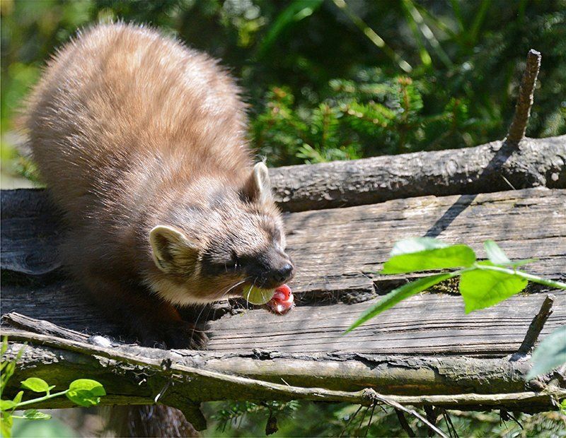 Fotografie Alfons Weber
