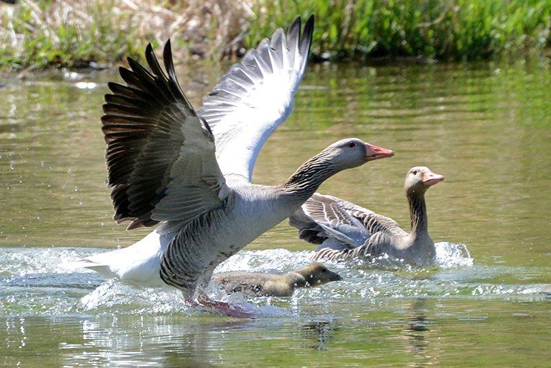 Fotografie Alfons Weber
