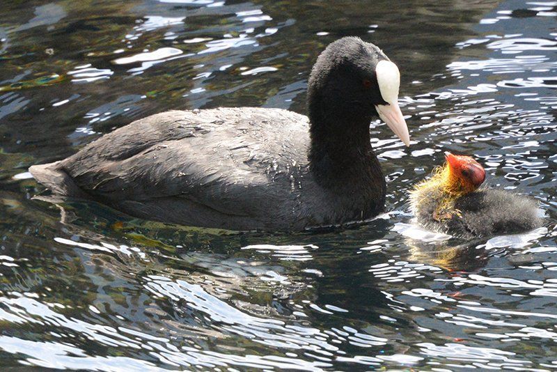 Fotografie Alfons Weber
