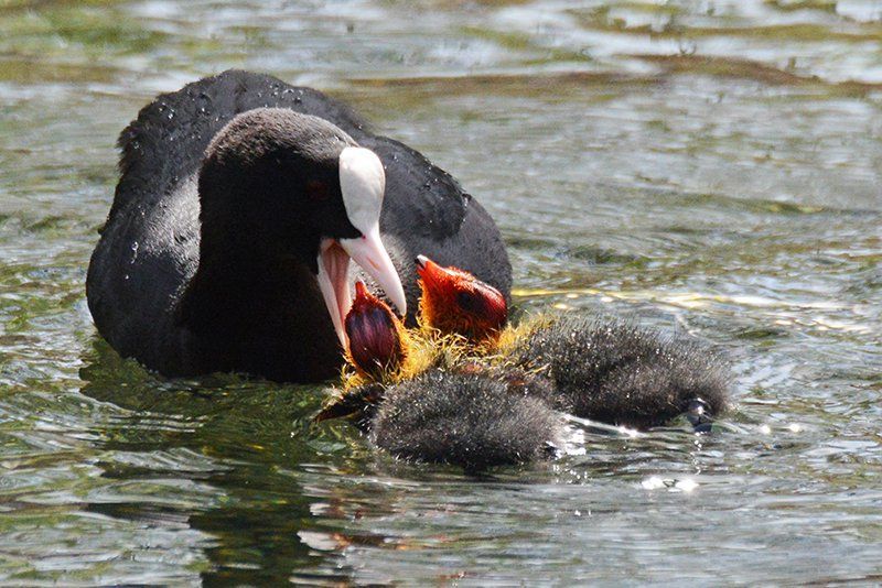 Fotografie Alfons Weber
