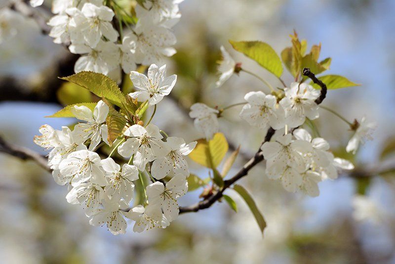 Fotografie Alfons Weber
