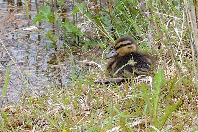 Fotografie Alfons Weber
