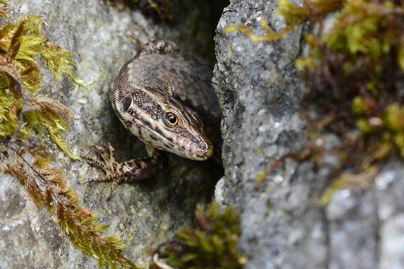 Fotografie Alfons Weber
