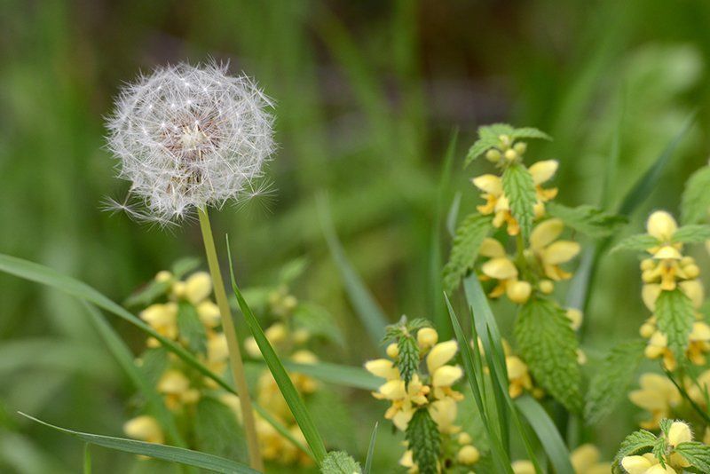 Fotografie Alfons Weber

