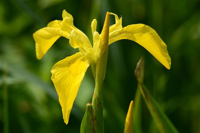 Fotografie Alfons Weber
