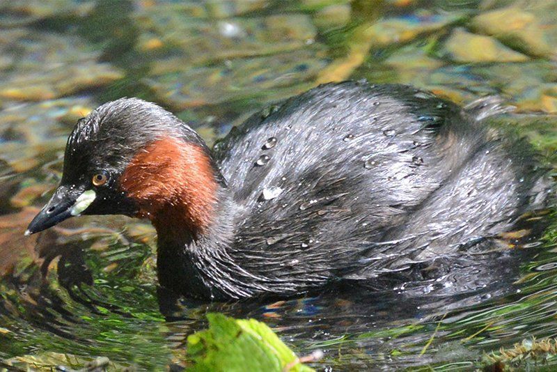 Fotografie Alfons Weber
