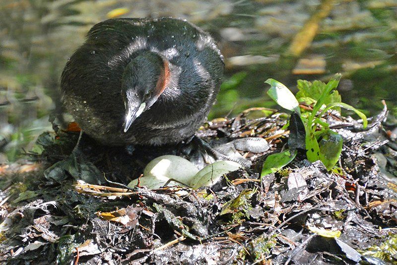 Fotografie Alfons Weber
