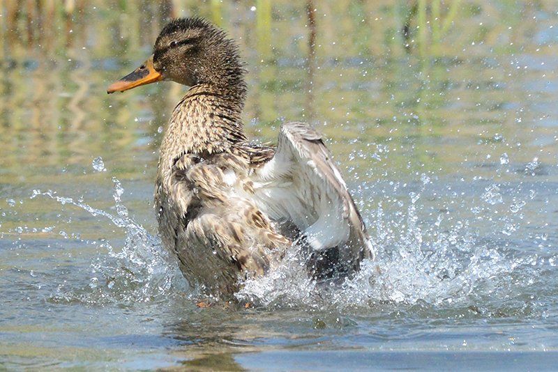 Fotografie Alfons Weber
