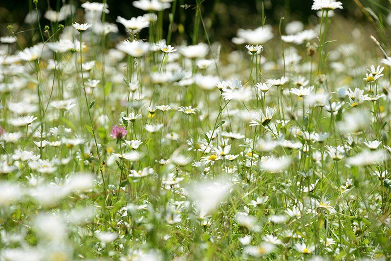 Fotografie Alfons Weber
