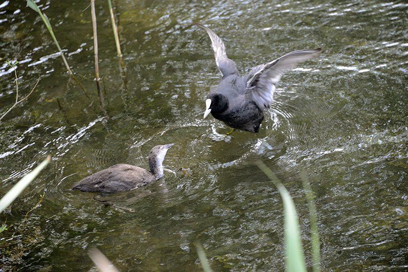 Fotografie Alfons Weber
