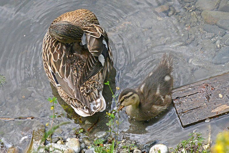 Fotografie Alfons Weber
