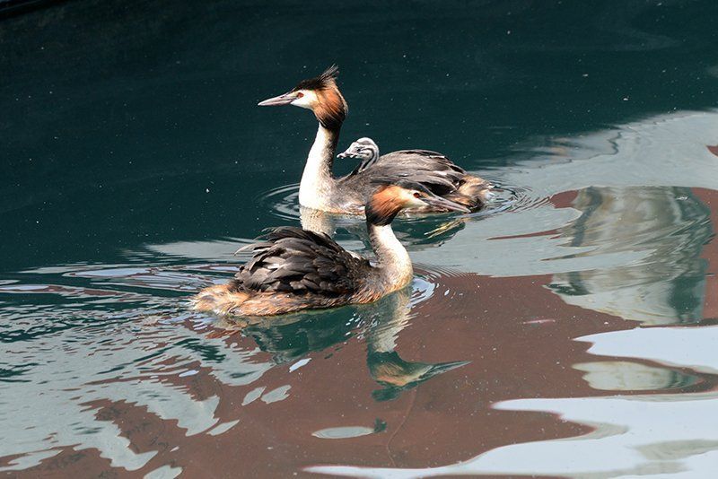 Fotografie Alfons Weber
