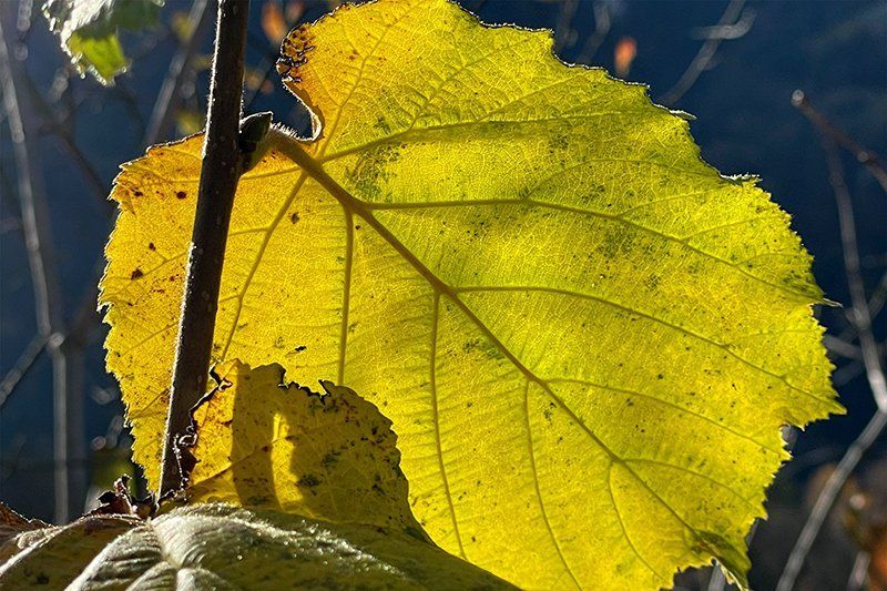 Fotografie Alfons Weber
