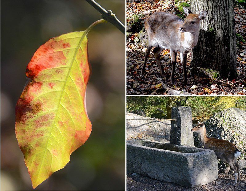 Fotografie Alfons Weber
