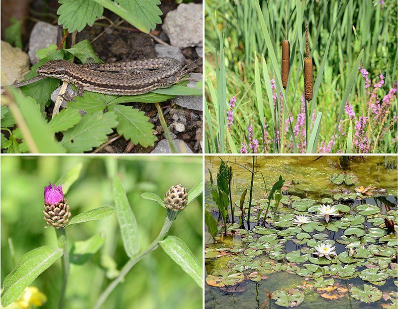 Fotografie Alfons Weber
