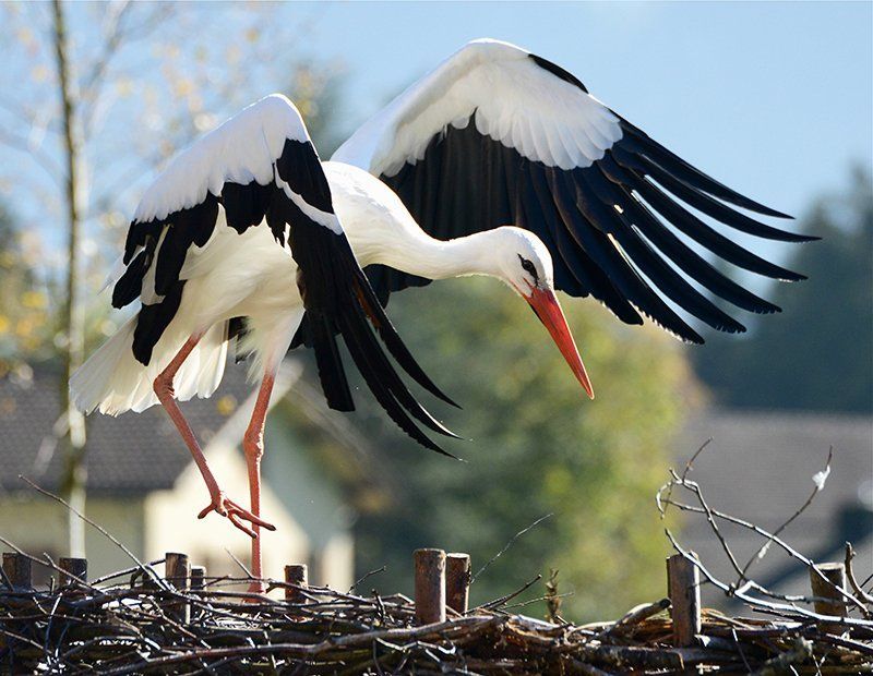 Fotografie Alfons Weber
