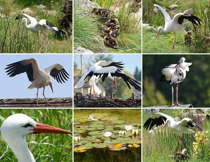 Fotografie Alfons Weber
