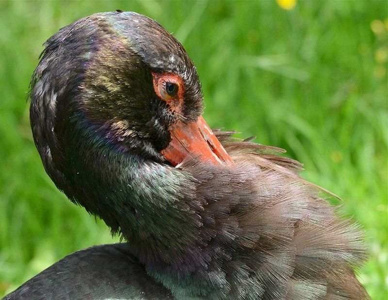 Fotografie Alfons Weber
