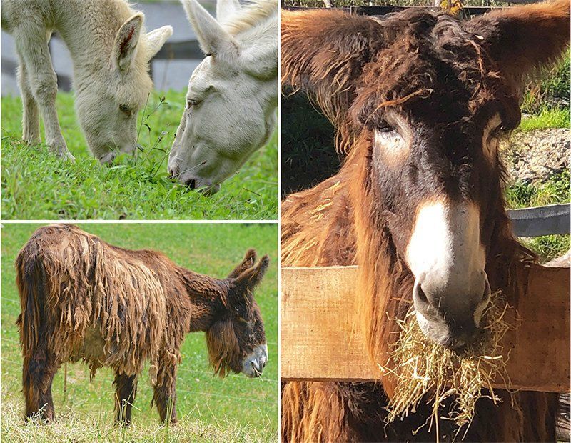 Fotografie Alfons Weber
