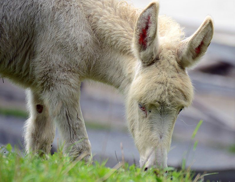 Fotografie Alfons Weber
