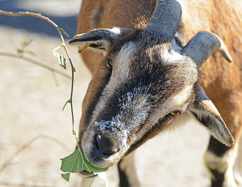 Fotografie Alfons Weber
