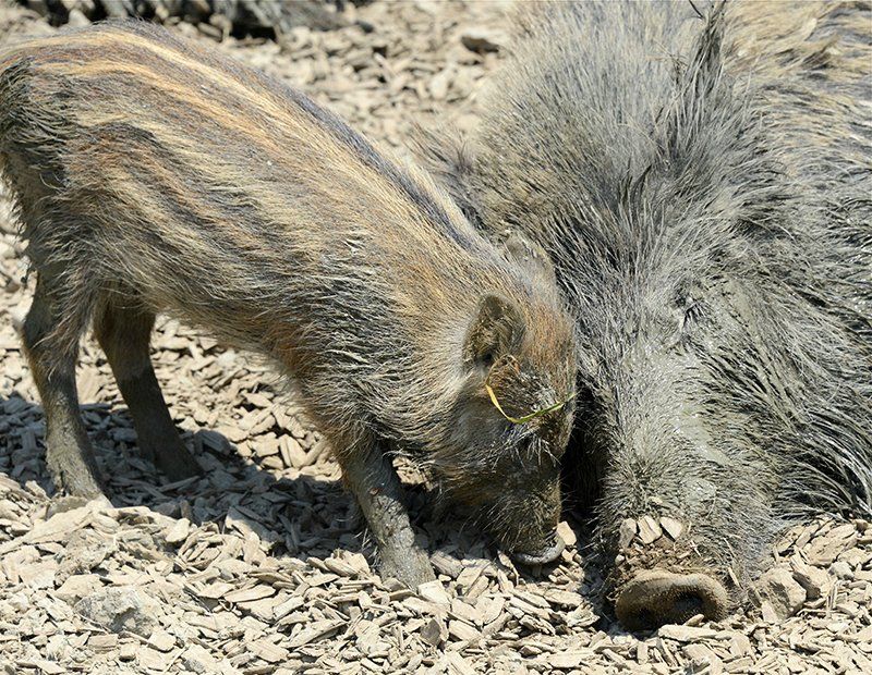 Fotografie Alfons Weber
