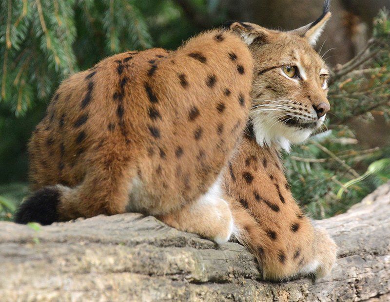 Fotografie Alfons Weber
