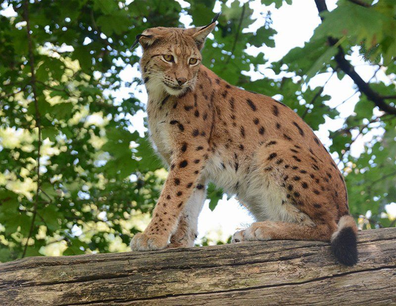 Fotografie Alfons Weber
