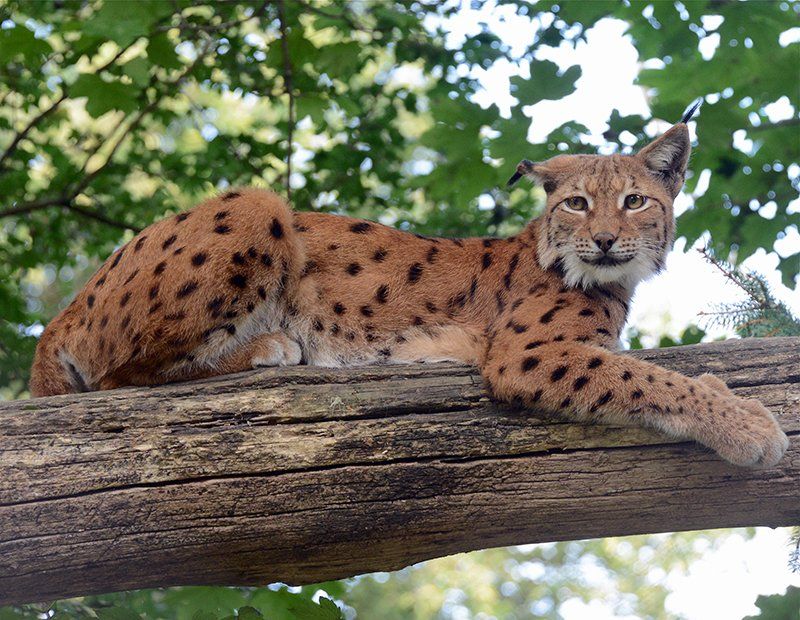 Fotografie Alfons Weber
