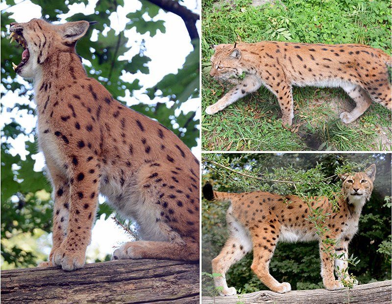 Fotografie Alfons Weber
