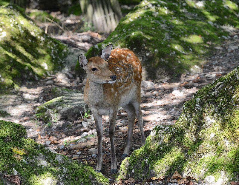 Fotografie Alfons Weber
