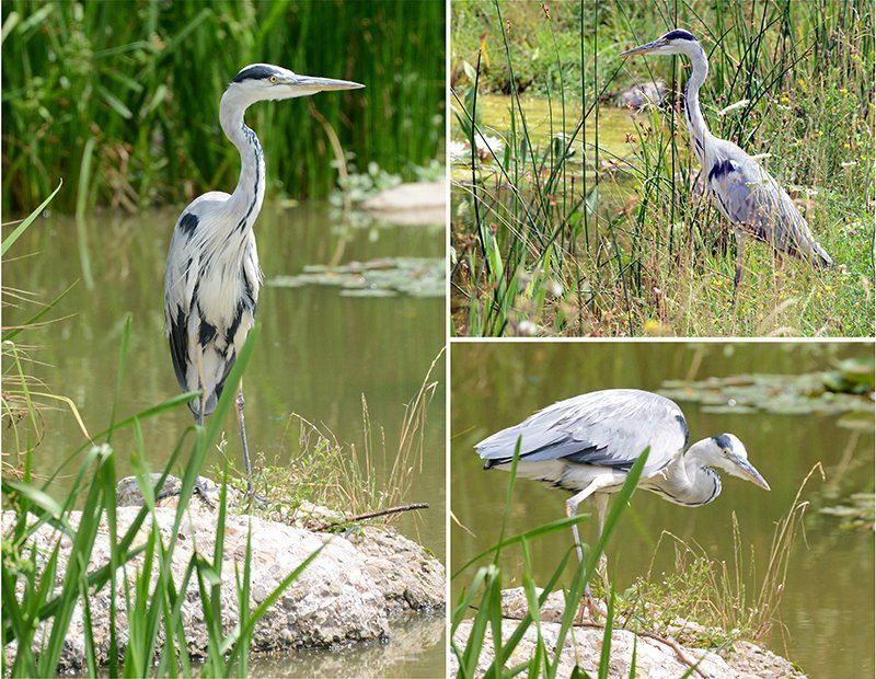 Fotografie Alfons Weber
